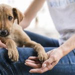 Małe gesty o wielkiej mocy - zobacz, jak wsparcie zwierząt zmienia ich życie